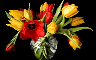 Tulips,  Bouquet,   flowers,  Vase